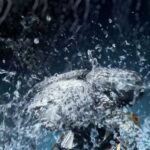 ماشین اصلاح صورت فیلیپس مدل S9911/11